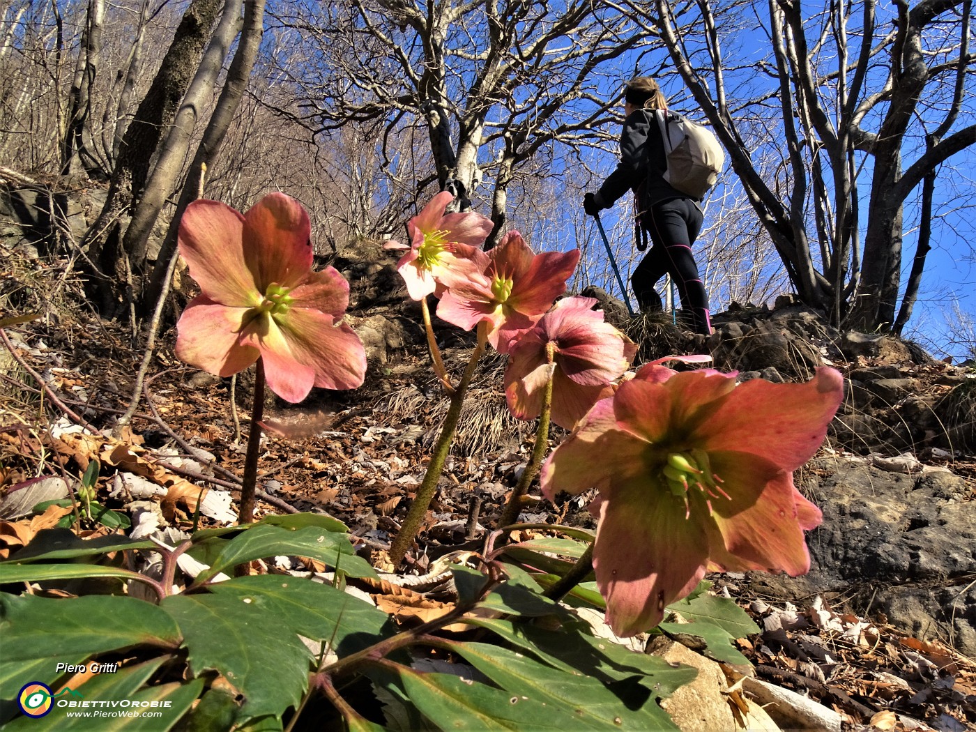 41 In ripida salita all'Ocone ci accompagnano Helleborus niger (Ellebori) in piena fioritura.JPG